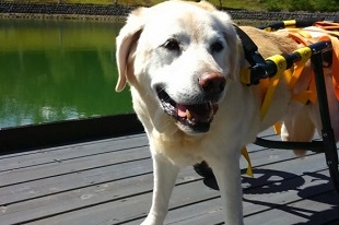 老犬介護のイメージ